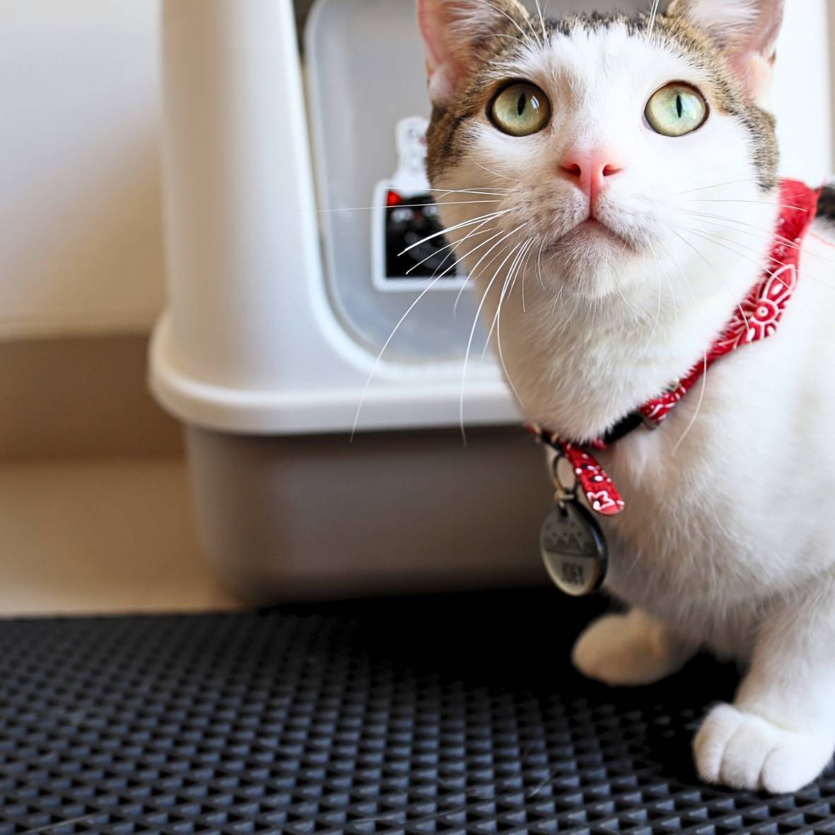 NoMess Cat Mat Kienza